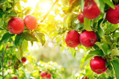Red Apples Grow on Trees During Sunset in an Orchard Setting in Late Summer