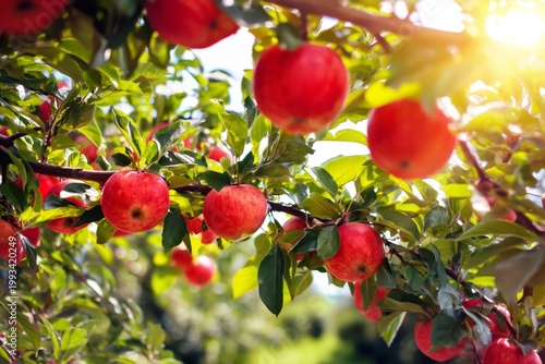 Red Apples Grow on Branches in an Orchard During Sunset in Warm Weather