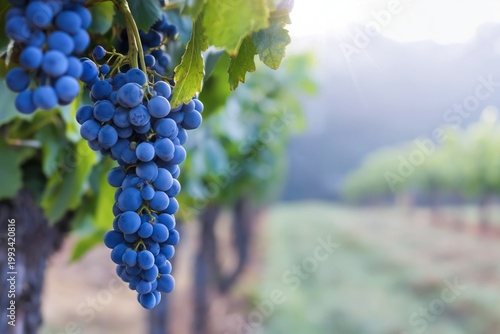Grapes Hang on Vines in a Vineyard While the Sun Rises Over the Landscape in ...