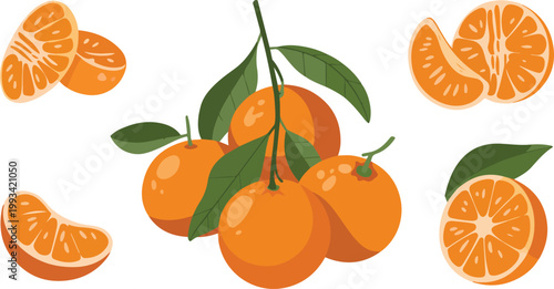 A detailed botanical illustration of mandarin oranges with whole fruits and cross sectional views and segmented fruit anatomy design