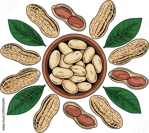 A detailed vintage style illustration of peanuts arranged in circular composition around a bowl botanical food design artwork