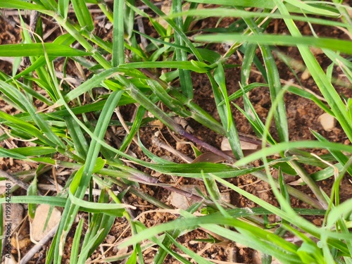 Dense green grass growing from brown soil, detailed texture shot with natural light.