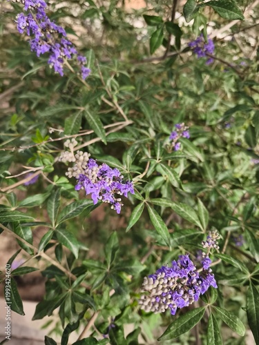 Beautiful lilac-purple flower spikes of the Vitex shrub nestled among green palmate leaves, ideal for nature and herbal medicine.