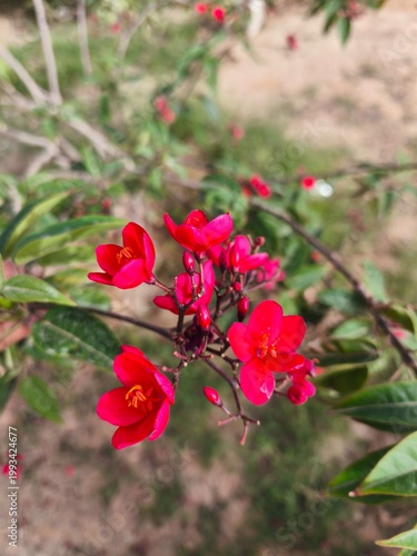 Vibrant red flowers with yellow centers growing on a bush, close-up nature photography