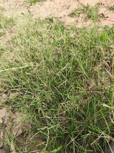 Close-up of green Bermuda grass blades growing from dry brown soil, natural outdoor texture detail