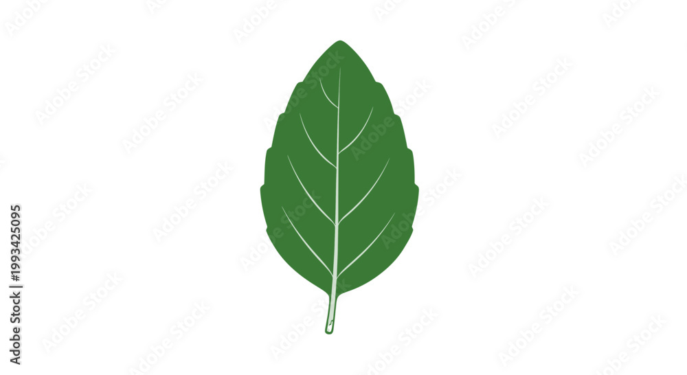 Fototapeta premium Single Green Leaf Illustration.