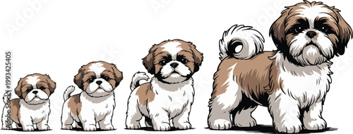 Digital illustration of four Shih Tzu dogs showing growth stages from puppy to adult in horizontal lineup composition