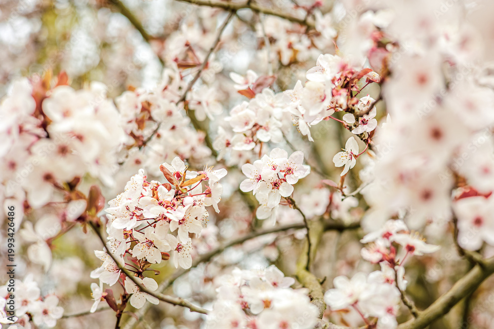 Fototapeta premium Spring flowering branches soft blur background romantic floral design concept