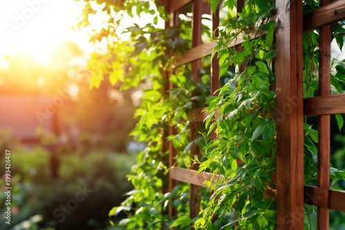 Vines Growing on a Wooden Trellis During Sunset in a Garden