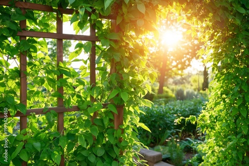 Sunlight Shines on Green Vines Growing Along a Wooden Trellis in a Garden