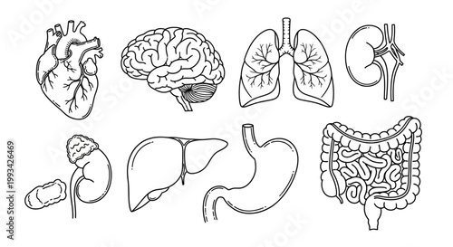 Collection of human internal organ illustrations for medical and educational purposes