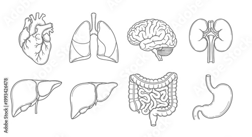 Collection of Human Anatomy Illustrations Heart, Lungs, Brain, Kidneys, Liver, Intestines, and Stomach Line Drawings