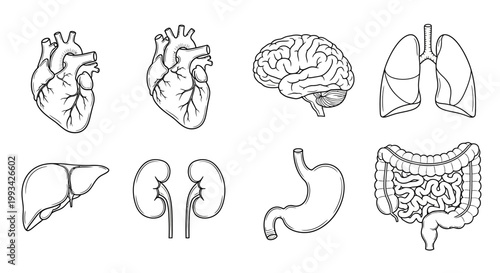 Collection of human internal organ illustrations including heart, brain, lungs, liver, kidneys, stomach, and intestines in a clean line art style