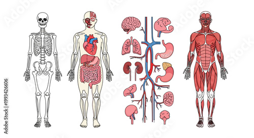 Detailed anatomical illustration showcasing the human skeletal system, internal organs, vascular network, and muscular structure for educational and medical purposes
