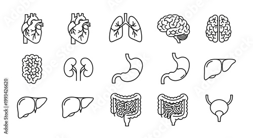 Collection of Human Organ Icons - Illustrating Diverse Anatomy for Medical and Educational Purposes