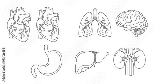 Collection of human internal organs illustrated in a simple line drawing style, showcasing anatomical details