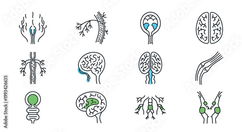 Anatomy and Physiology Icons Simplified Illustrations of the Human Nervous System and Circulatory System