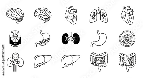 Anatomy icons of human organs including the brain, stomach, heart, lungs, kidneys, liver, and intestines, presented in a clean, modern outline style for medical and biological illustrations