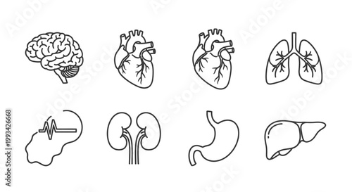 Anatomy icons featuring human organs like brain, heart, lungs, stomach, liver, kidneys, and adrenal gland, presented in a minimalist line art style