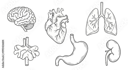 Collection of hand-drawn anatomical illustrations showcasing the human brain, lungs, heart, stomach, kidneys, and a diagram of the circulatory system
