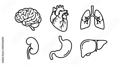 Collection of black and white line art icons depicting human organs brain, heart, lungs, kidney, stomach, and liver