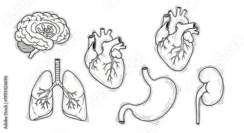 Hand-Drawn Medical Anatomy Illustrations Brain, Heart, Lungs, Stomach, and Kidney Set