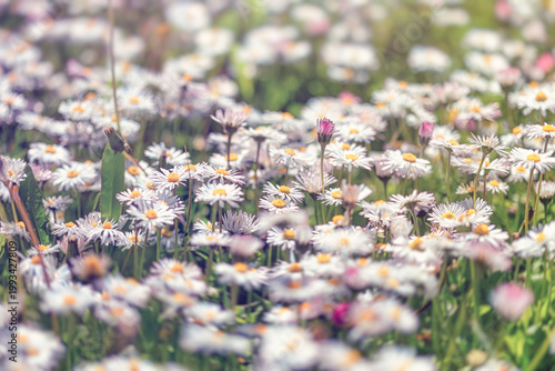 A vast meadow covered with delicate daisies in full bloom