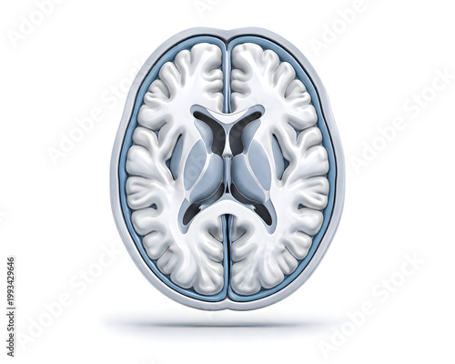 Human brain cross section anatomical model for medical science education healthcare research on white background