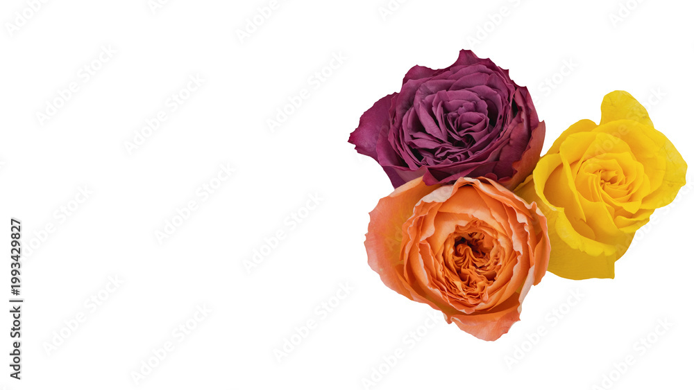 Fototapeta premium 三色のバラの花 マクロ撮影 背景透過 フラワー素材