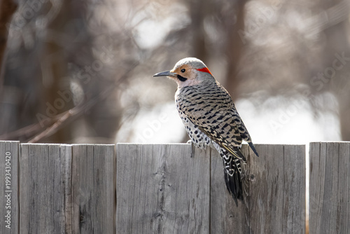 Bild auf Leinwand Northern Flicker stands on a wooden fence, showing its spotted plumage and brigh