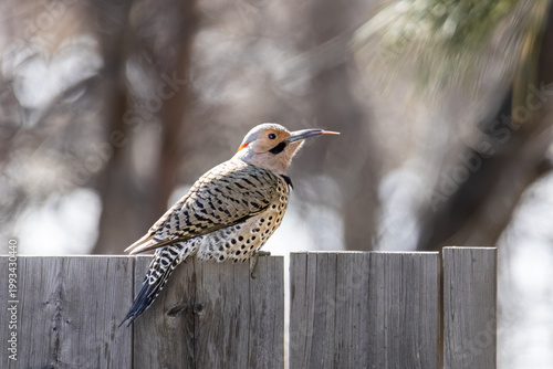 Foto Northern Flicker stands on a wooden fence, showing its spotted plumage and brigh
