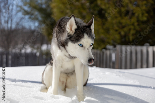 Bild auf Leinwand A Siberian Husky sits calmly on a snowy ground, enjoying a bright winter day