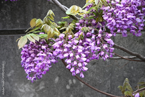 藤の花