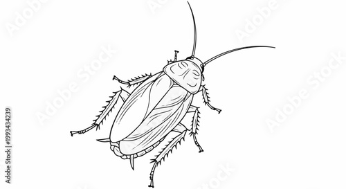 A detailed black and white line drawing of a cockroach from a top-down view