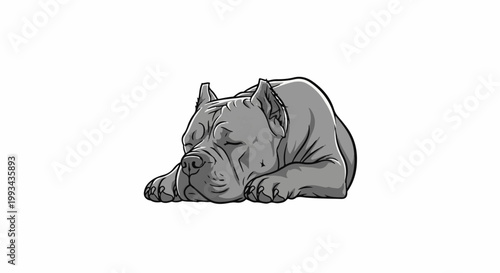 A powerful, muscular dog rests peacefully on a white background