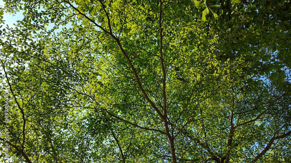 Fototapeta premium Vibrant green canopy of lush leaves illuminated by sunlight beneath clear blue sky