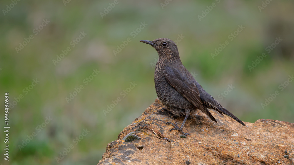 Obraz premium Blue Rock Thrush bird perching on rock