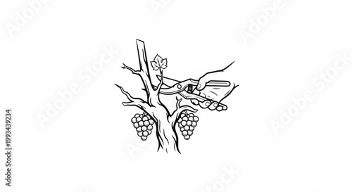 Hand pruning grape vine with ripe fruit clusters