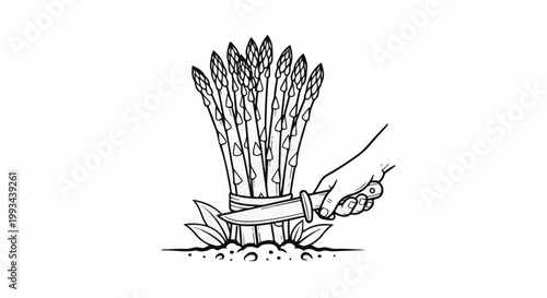 Hand holding knife cutting bundle of asparagus spears growing from the ground
