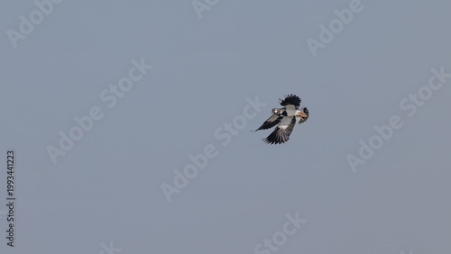 Northern Lapwing (Vanellus vanellus)  Performing Courtship Flight