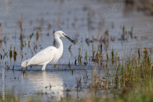 Little Egret (Egretta, garzetta) Wading in a Lake