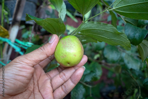 An Indian Jujube or Indian Plum fruit Ziziphus mauritiana, hanging on its tree