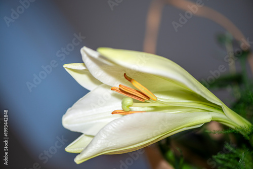 Macro Photo of White Lily Flower with Detailed Stamens and Soft Light