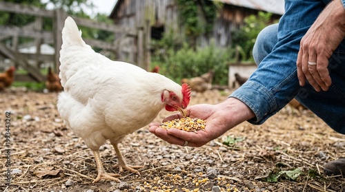 Farmer feeding white chicken grains from hand on rustic farm with barn background