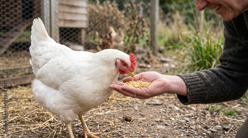 Farmer feeding white hen corn kernels from hand, close-up, rural farm life