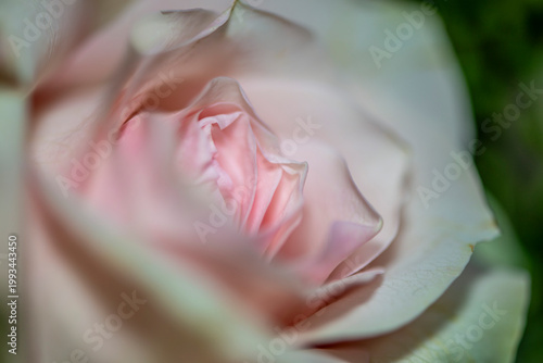 Soft Pink Rose Macro with Delicate Petals and Natural Light