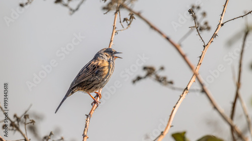 Dunnock (Prunella modularis occidentalis) Singing in the Spring