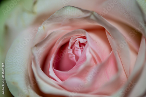 Soft Pink Rose Macro with Delicate Petals and Natural Light