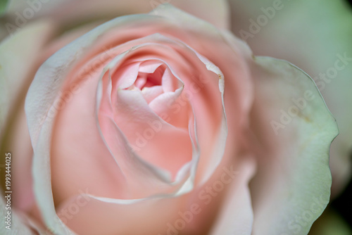 Soft Pink Rose Macro with Delicate Petals and Natural Light