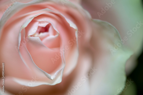 Soft Pink Rose Macro with Delicate Petals and Natural Light